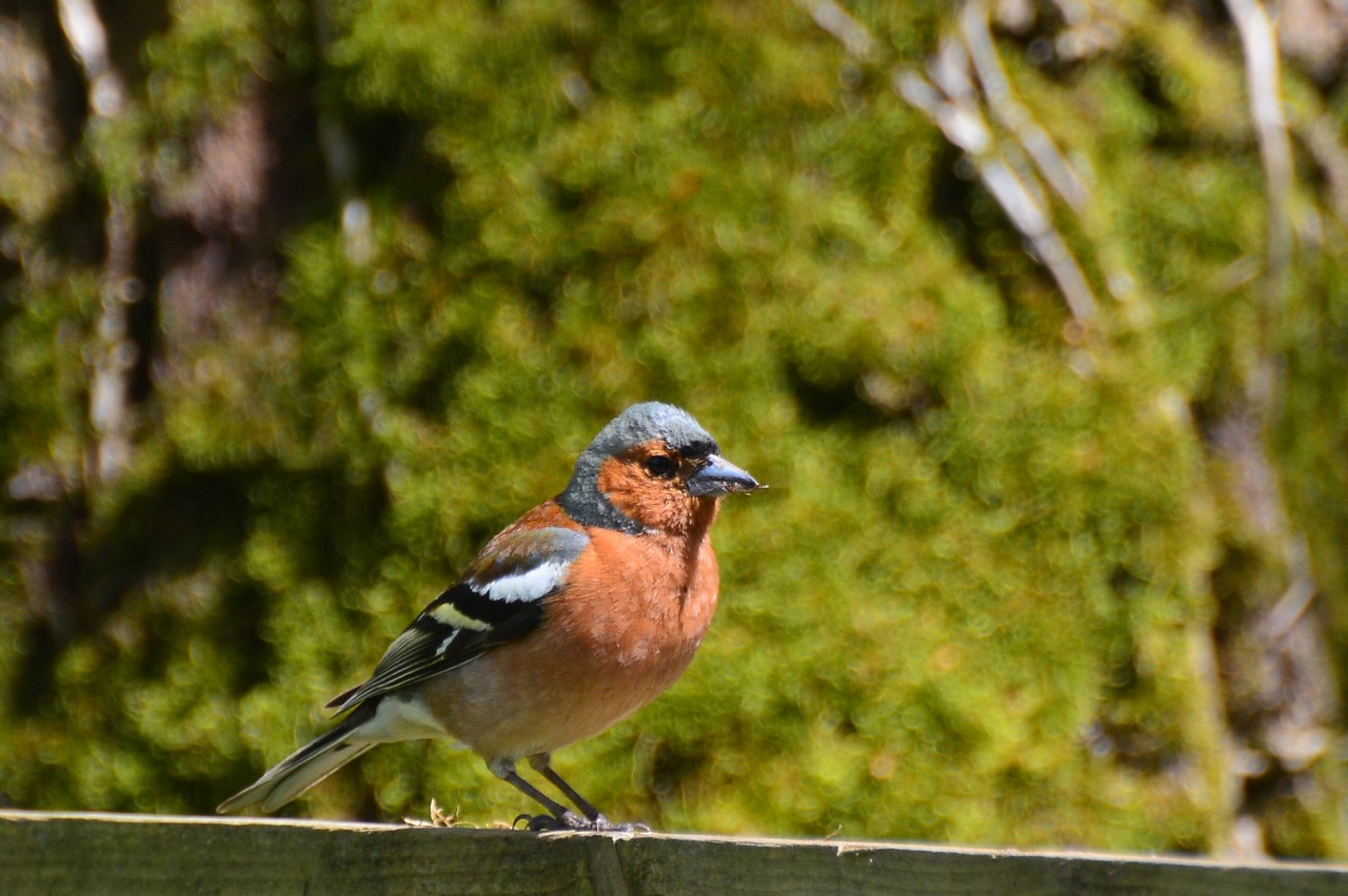 Fringilla coelebs Fringilla coelebs